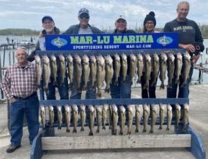 Limit catch of big Lake Erie walleye
