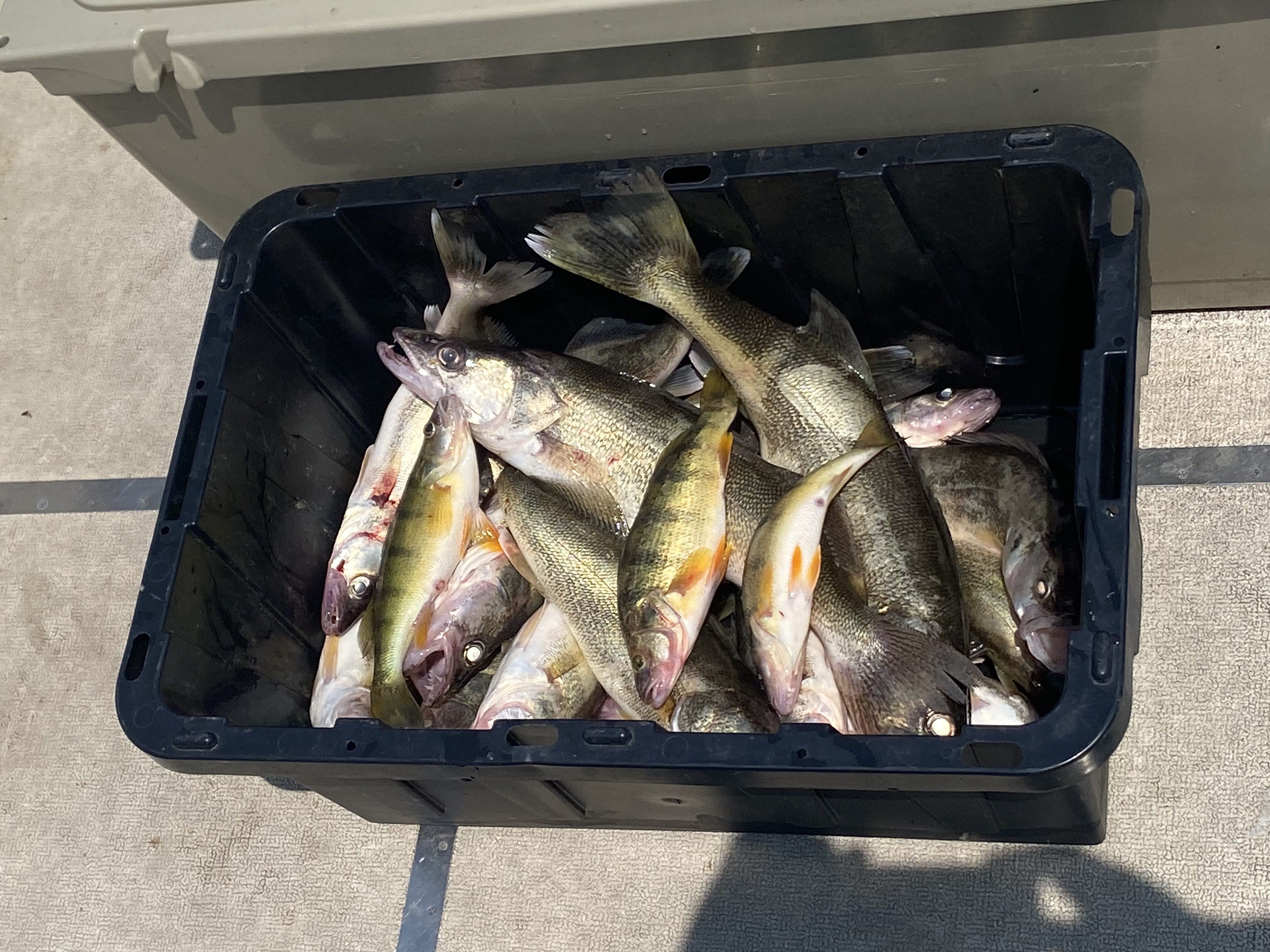 Limit of Lake Erie walleye and a few jumbo yellow perch